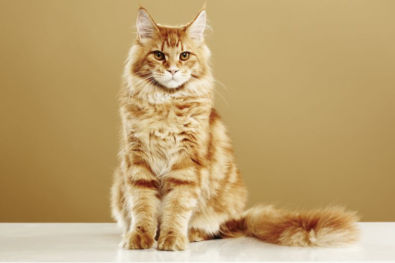 Kucing Maine Coon