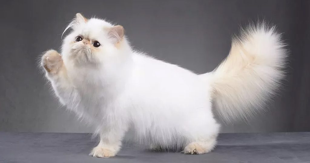 Kucing Persian