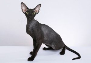 Kucing Peterbald