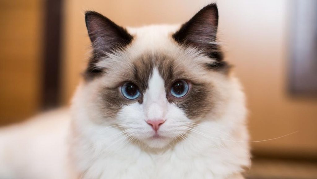 Kucing Ragdoll