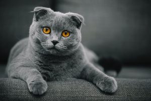 Kucing Scottish Fold