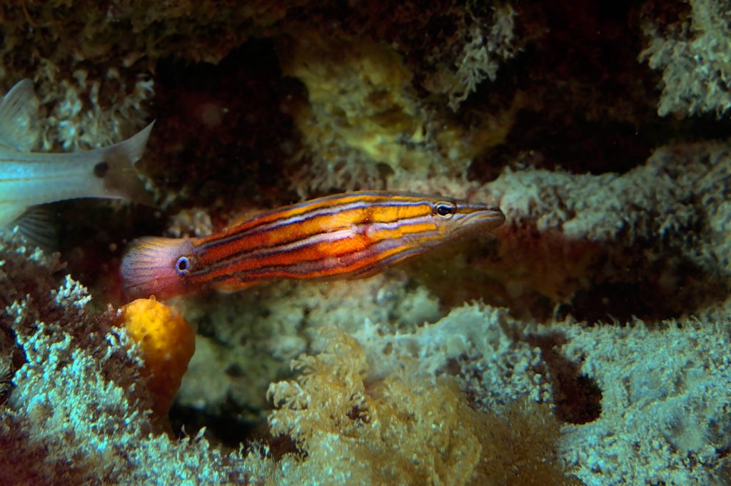 Australian Flathead Perch