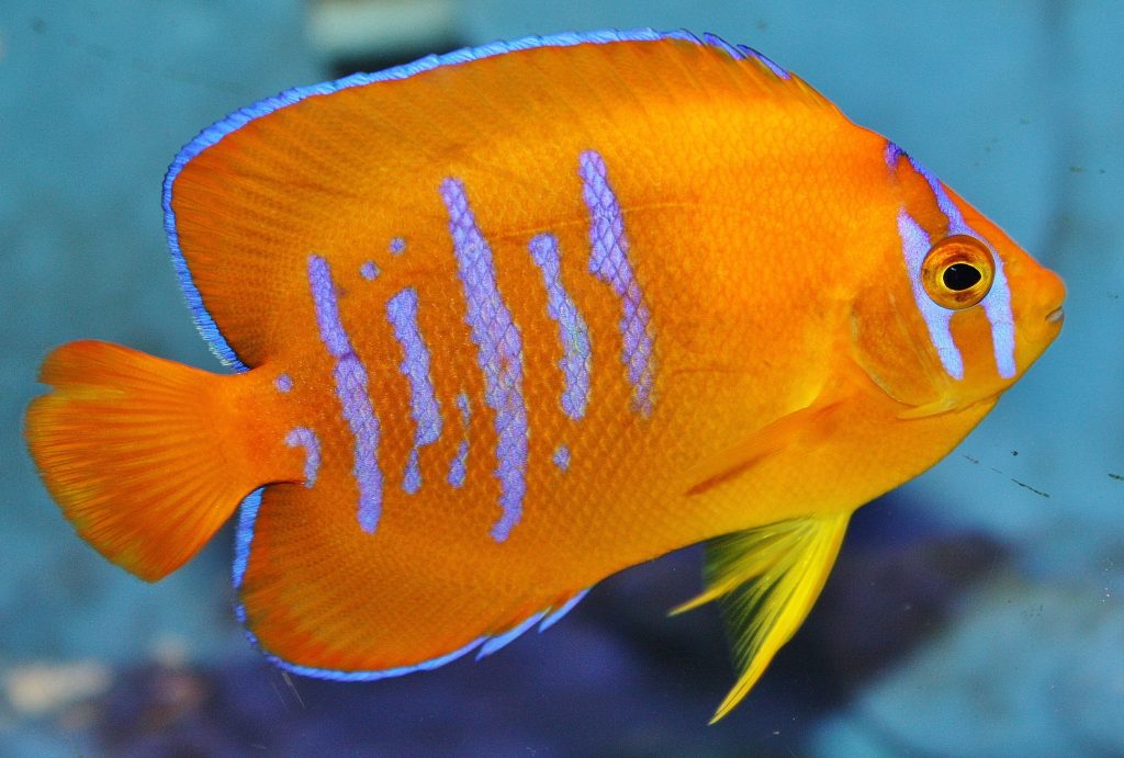 Clarion Angelfish