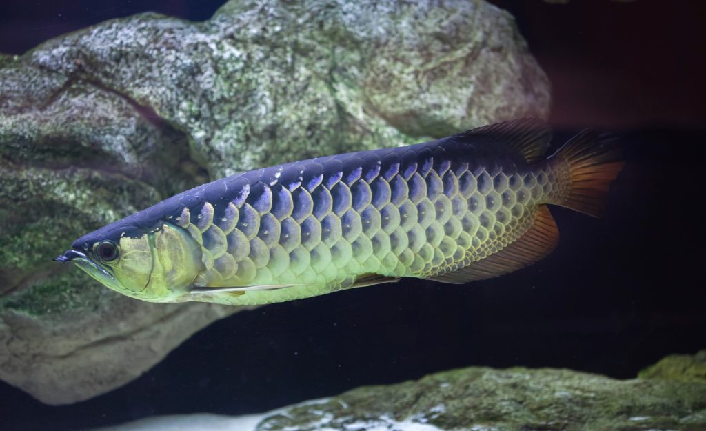 Nami Green Arowana