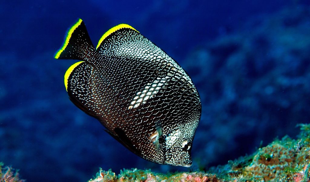 Wrought Iron Butterflyfish, 'Chaetodon daedalma'  endemic to Japan. Feeding on Algae, Hachijojima, Izu Islands, Tokyo Prefecture, Japan