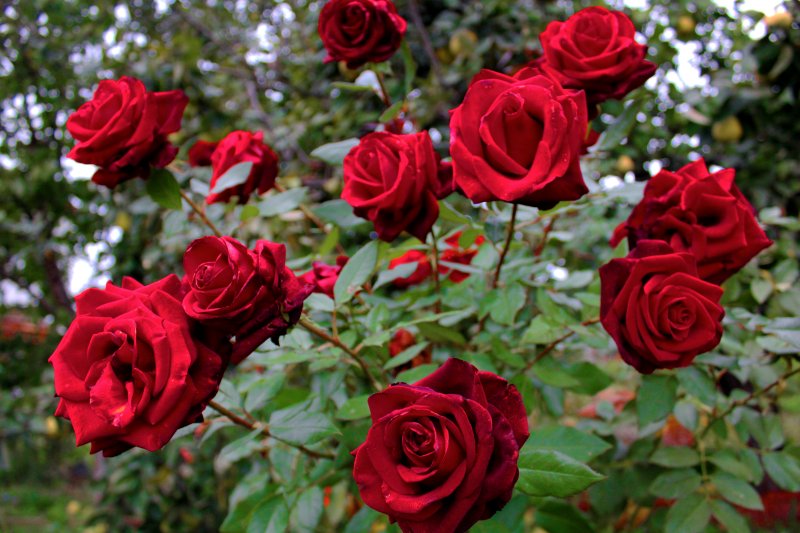 10 Arti Bunga Mawar Merah dan Fakta Uniknya | Super You