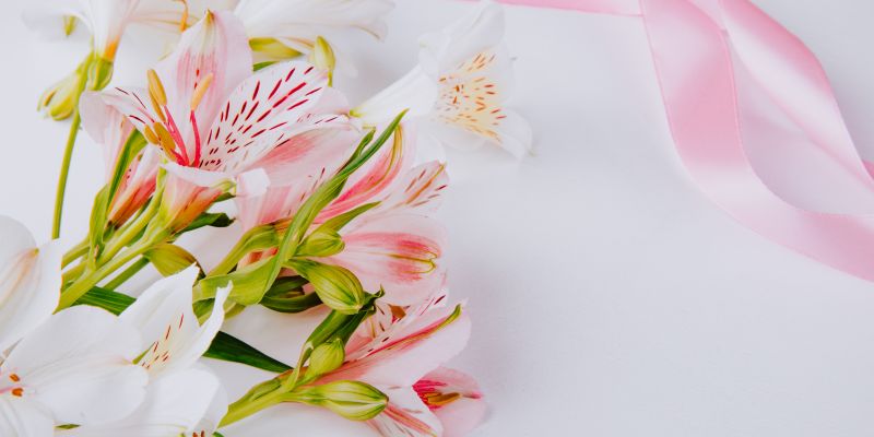 bunga lily pink putih