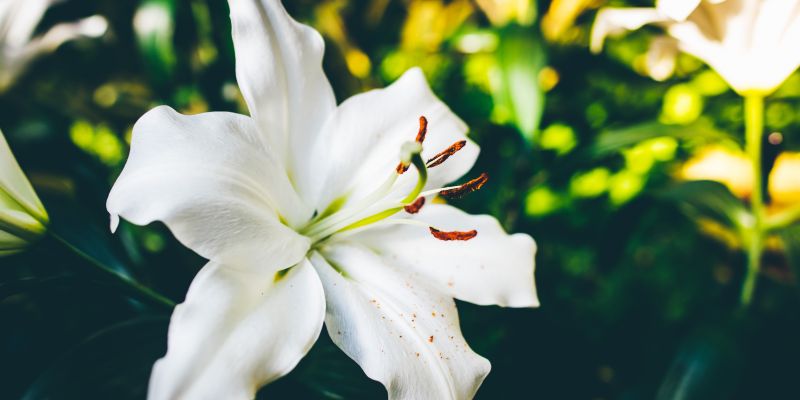bunga lily putih