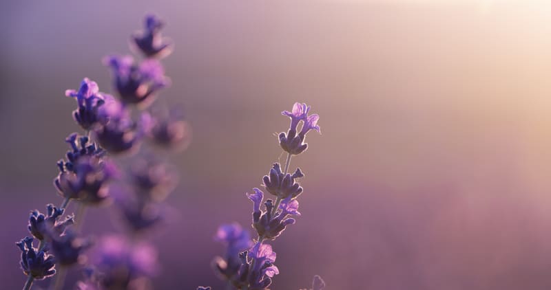 Sejarah Bunga Lavender