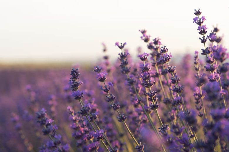 arti bunga lavender secara jelas